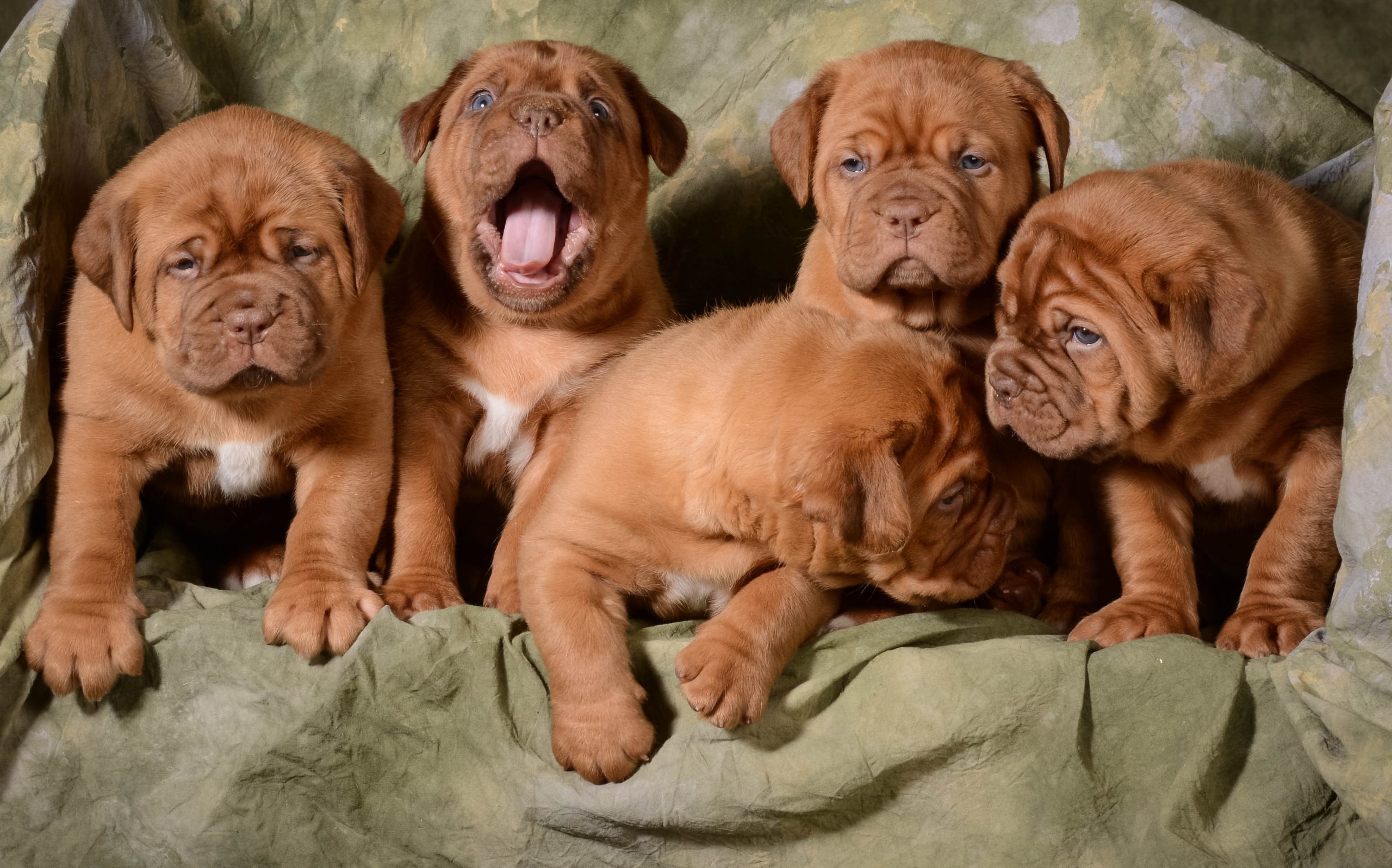 Image of FRENCH MASTIFF posted on 2022-03-13 14:06:50 from kochi